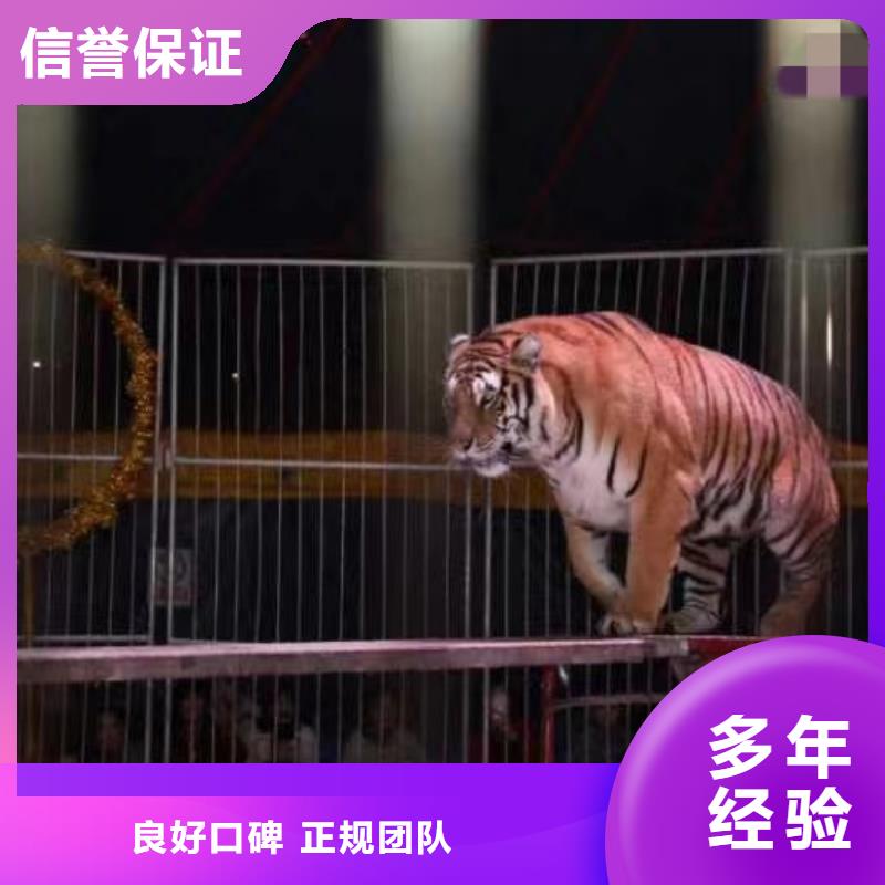 马戏团/羊驼出租表演企鹅2025公司精心