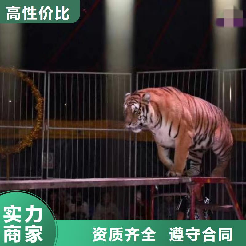 马戏团/羊驼【出租企鹅表演】技术比较好