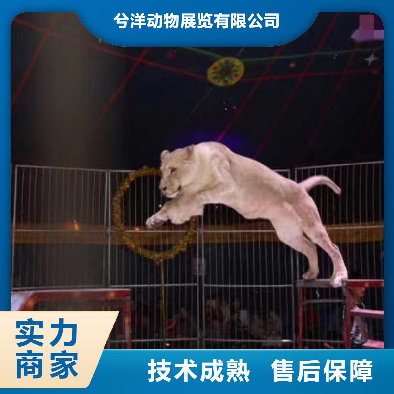 马戏团/羊驼-羊驼出租信誉良好