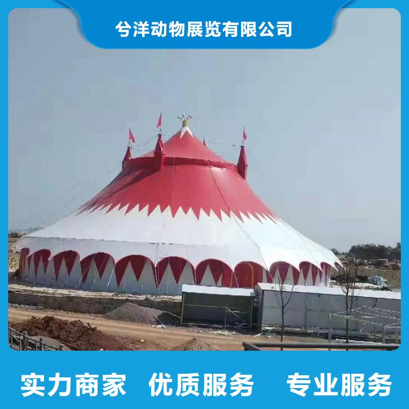 小香猪宠物出租-视频-内蒙古呼和浩特市|赤峰|乌兰察布|鄂尔多斯|呼伦贝尔小香猪宠物出租-兮洋