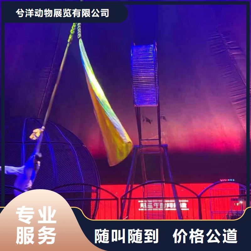 小香猪宠物出租视频-湖北省荆门市|东宝|钟祥|黄石|宜昌|鄂州|咸宁小香猪宠物出租-兮洋