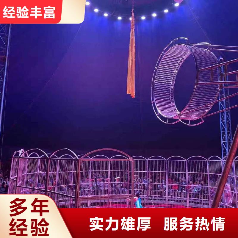 马戏团/羊驼-出租马戏团表演快速