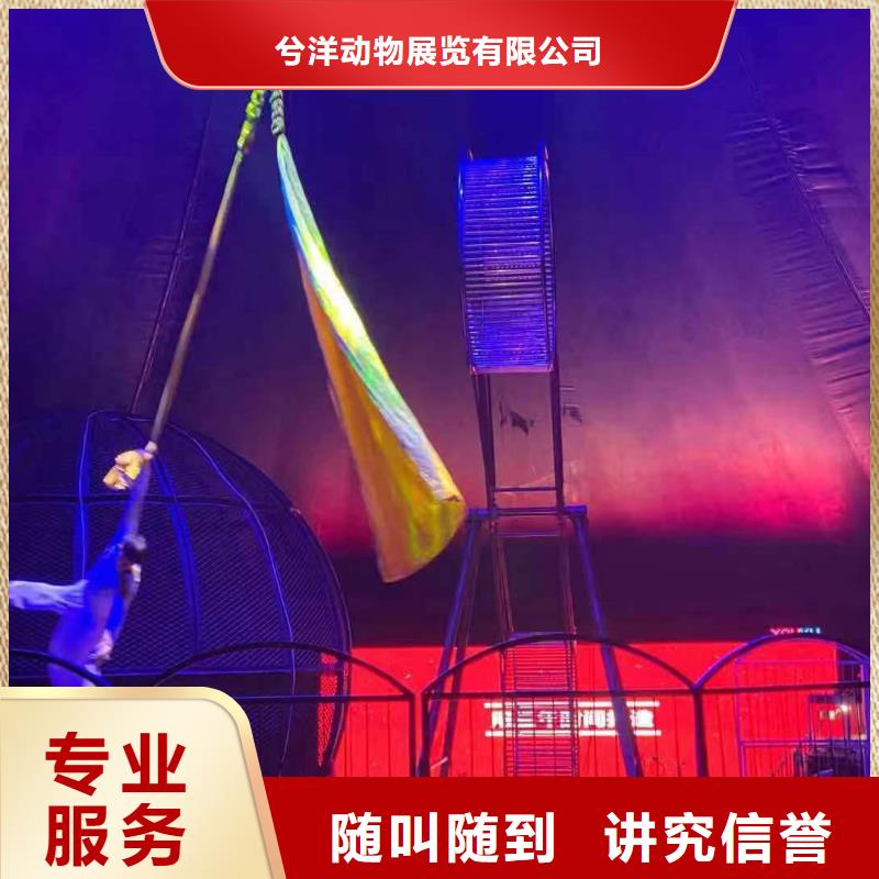 小香猪宠物出租视频-湖北省荆门市|东宝|钟祥|黄石|宜昌|鄂州|咸宁小香猪宠物出租-兮洋