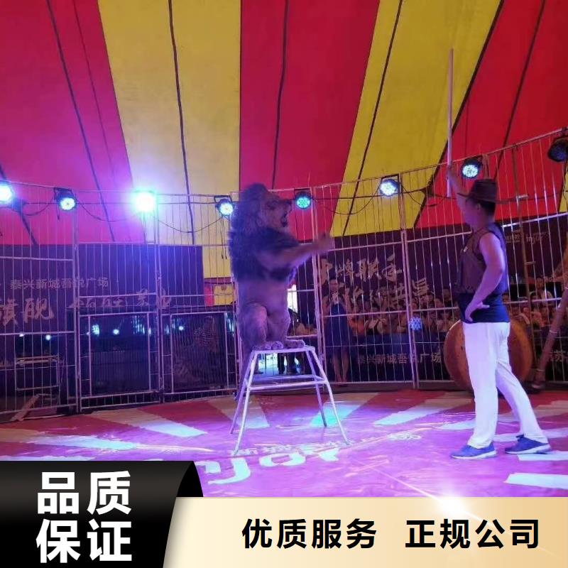马戏团/羊驼羊驼表演明码标价
