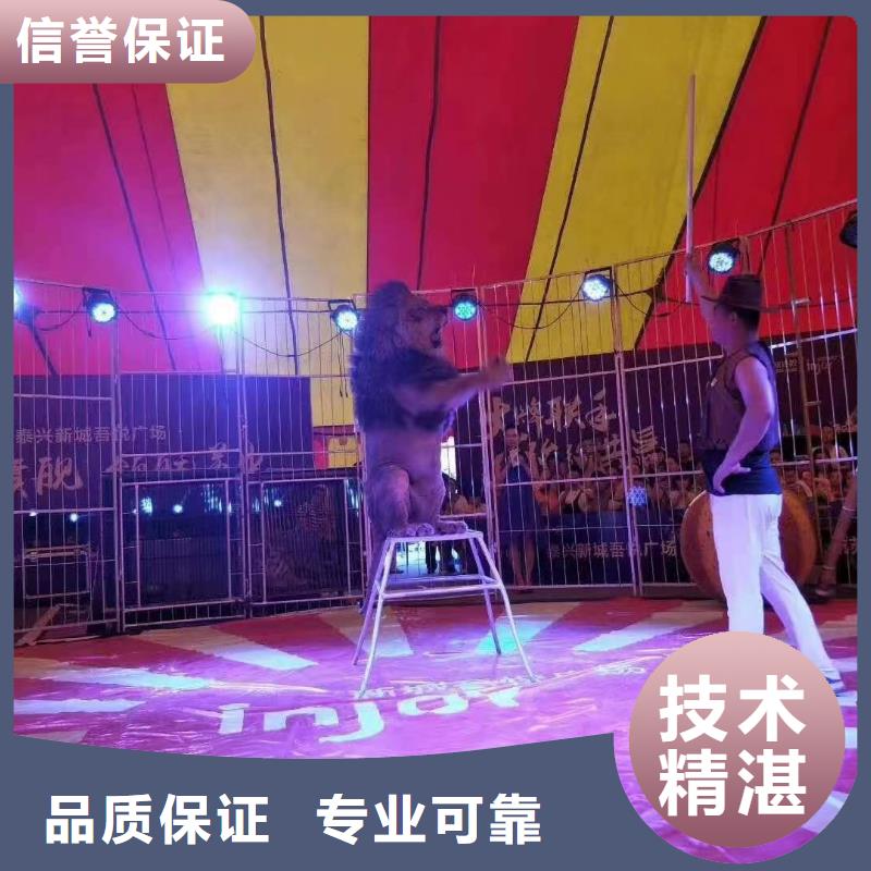 马戏团/羊驼-出租表演海狮诚信