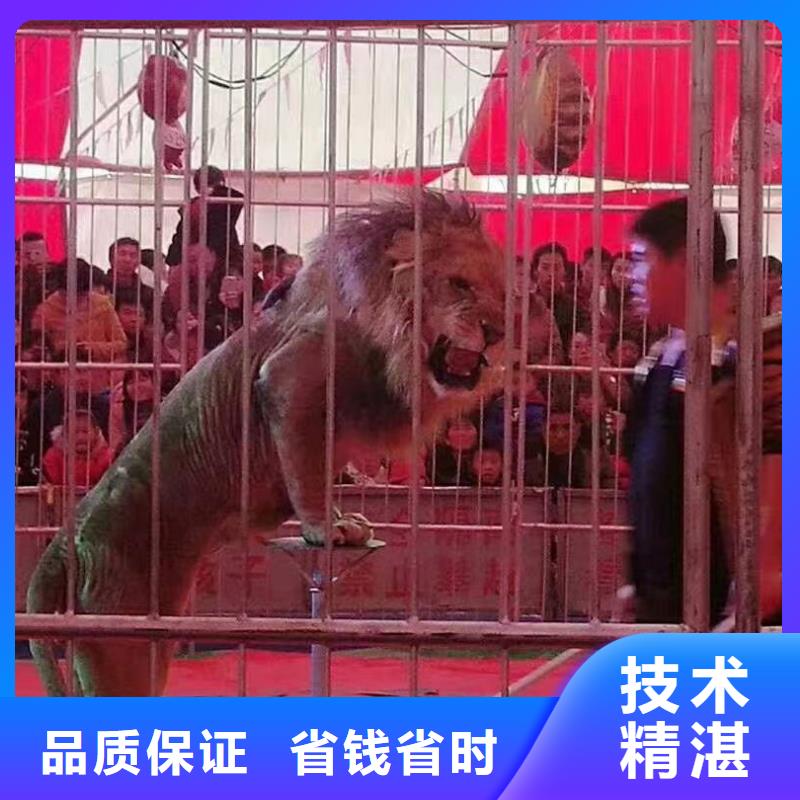马戏团/羊驼出租表演羊驼品质保证