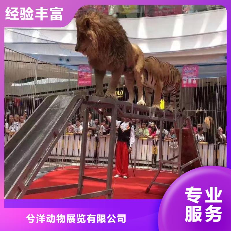 马戏团/羊驼出租马戏团表演正规公司