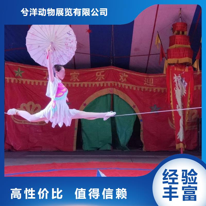 马戏团/羊驼表演动物出租实力商家