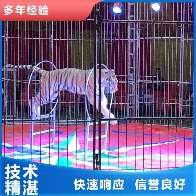 马戏团/羊驼水族海洋展案例丰富