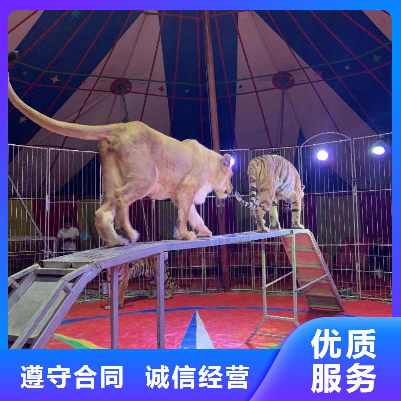 马戏团/羊驼小马戏表演出租精英团队