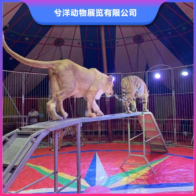 马戏团/羊驼表演动物出租服务至上