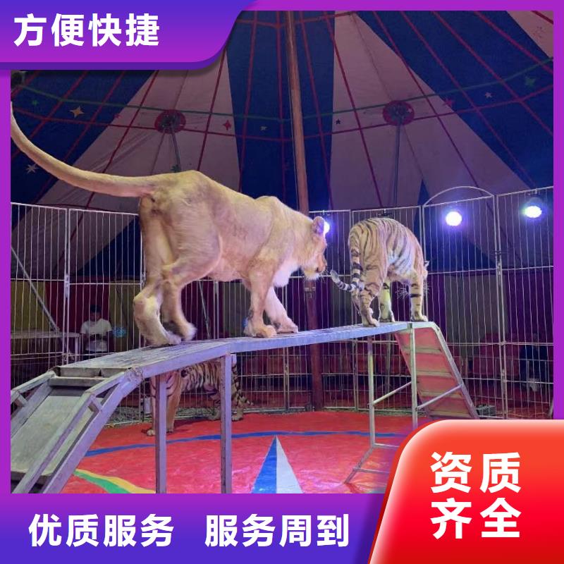 马戏团/羊驼-出租马戏表演技术可靠