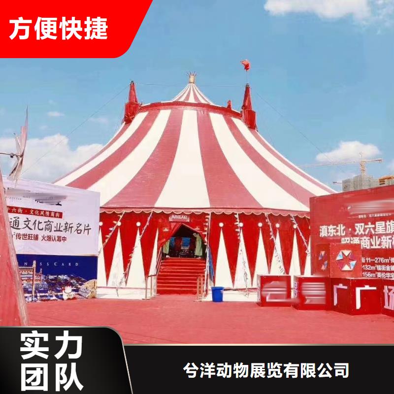 小香猪宠物出租视频-湖北省荆门市|东宝|钟祥|黄石|宜昌|鄂州|咸宁小香猪宠物出租-兮洋