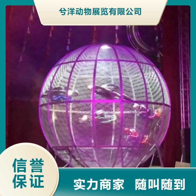 马戏团/羊驼,出租表演羊驼一站式服务