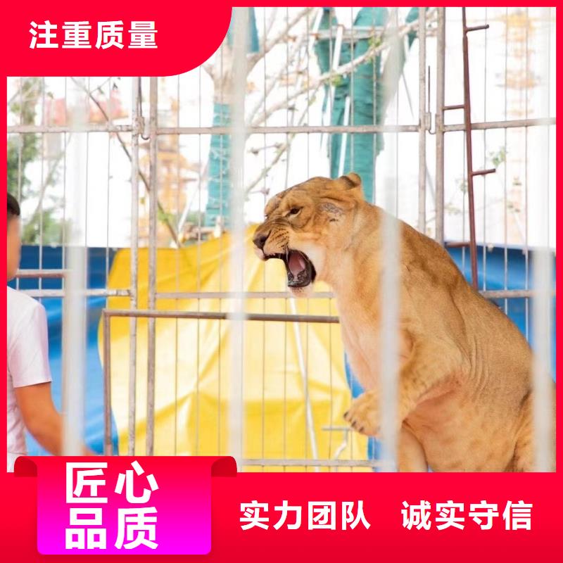小香猪宠物出租-视频-沙洋|掇刀|黄石|十堰|鄂州|宜昌|襄阳|随州|孝感小香猪宠物出租售后保障-兮洋动物展览(荆门市分公司)