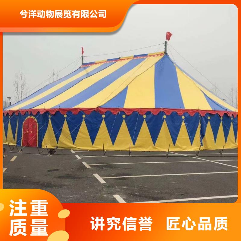 马戏团/羊驼-出租马戏团表演快速