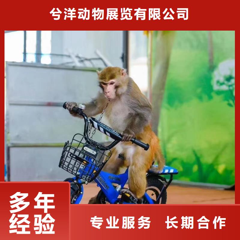 马戏团/羊驼羊驼出租有实力
