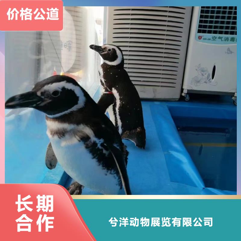 【海洋主题动物表演】_海洋展租赁讲究信誉