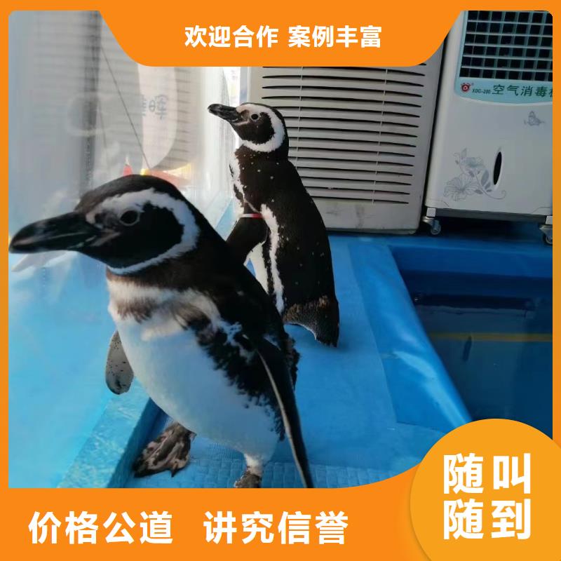 从业经验丰富 技术比较好【海洋主题动物表演】_羊驼出租专业团队电话号码