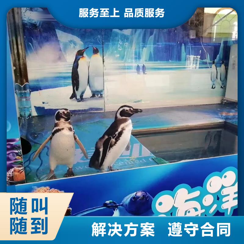 海洋主题动物表演,【出租海狮表演】多家服务案例