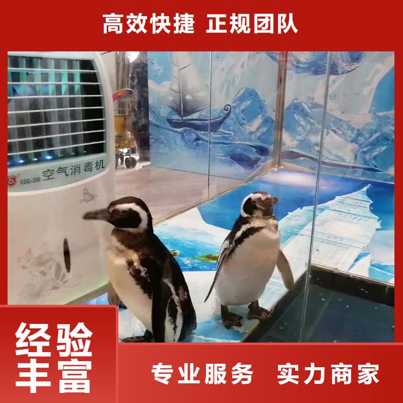 海洋主题动物表演出租表演鹦鹉注重质量