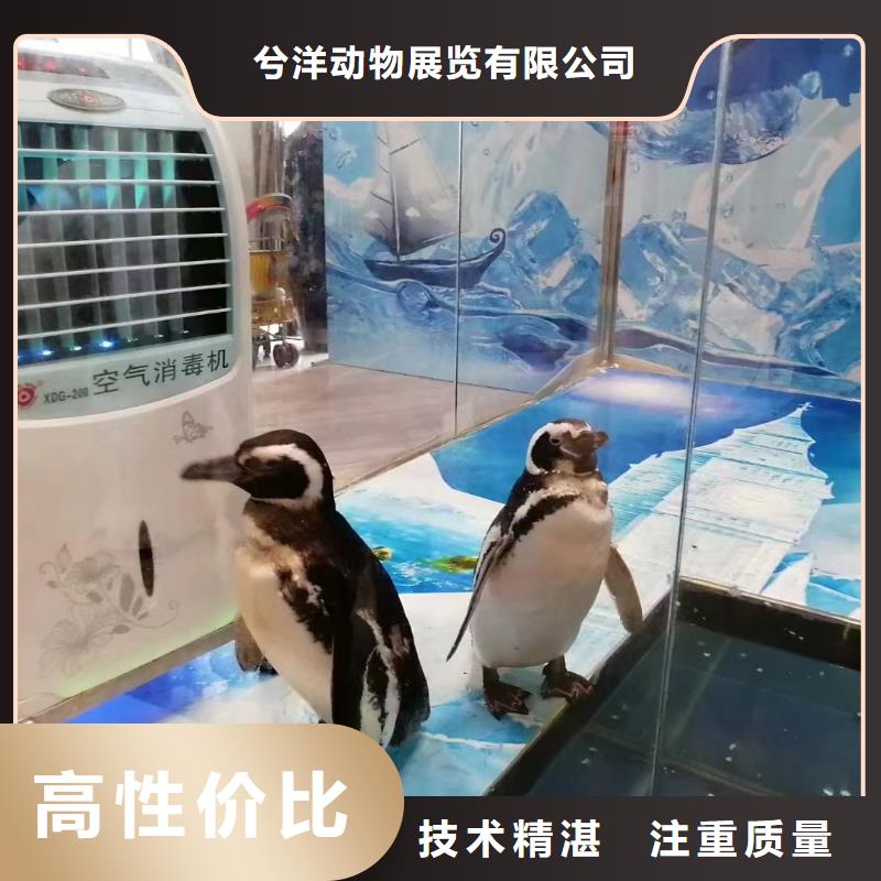 (兮洋)小香猪宠物出租正规公司【海洋主题动物表演】_羊驼出租专业团队
