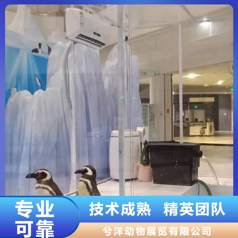【海洋主题动物表演美人鱼表演品质好】