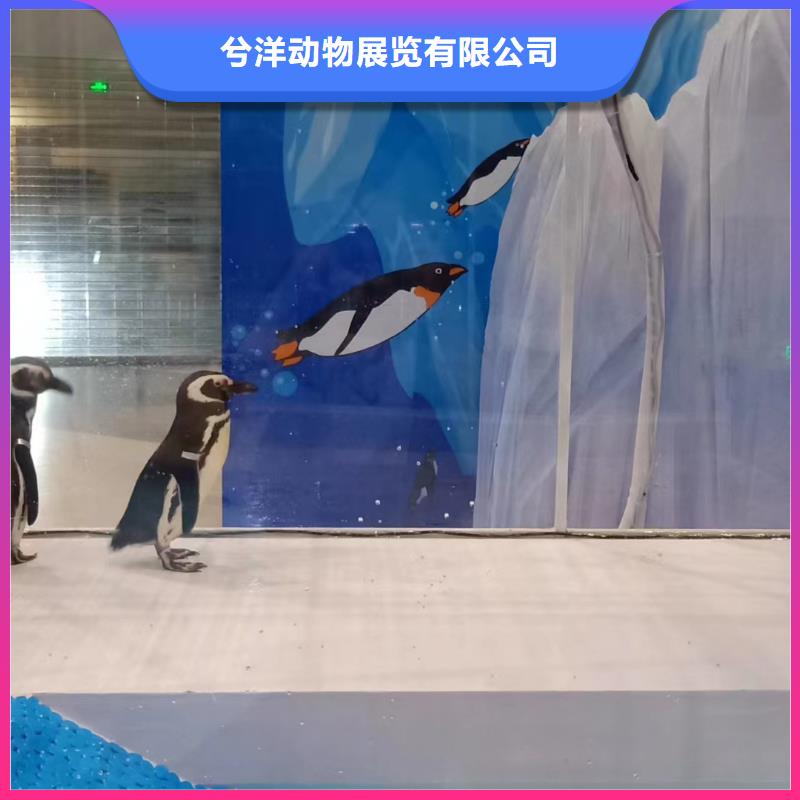 海洋主题动物表演动物杂技表演随叫随到