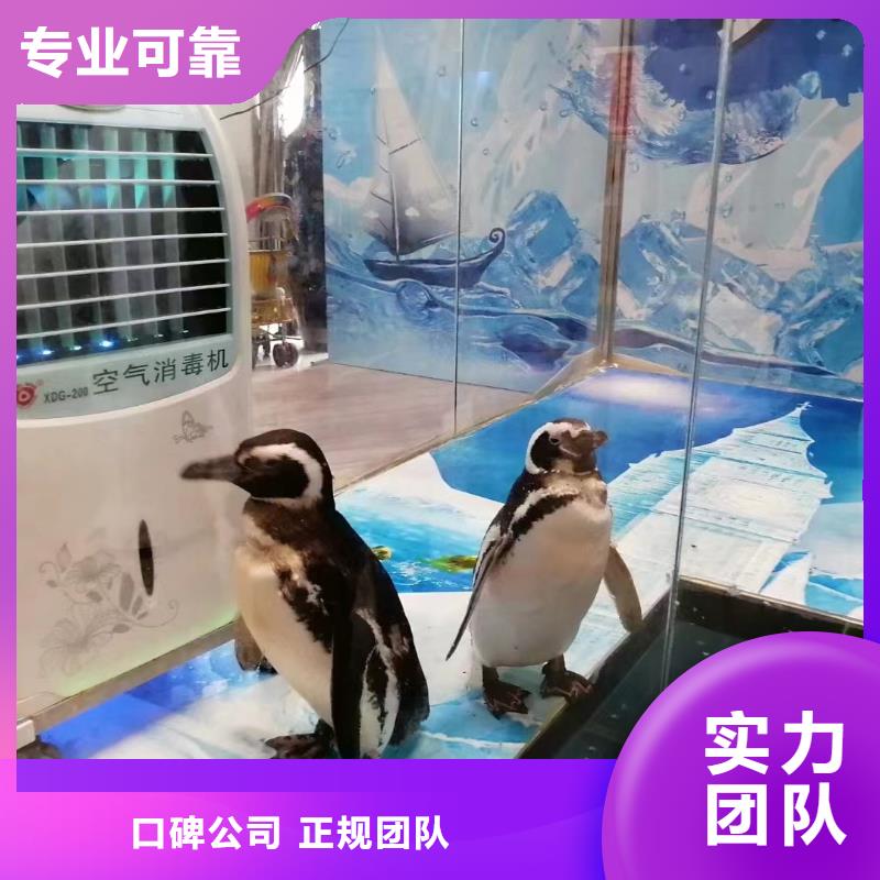 【海洋主题动物表演-【企鹅演出】诚信放心】