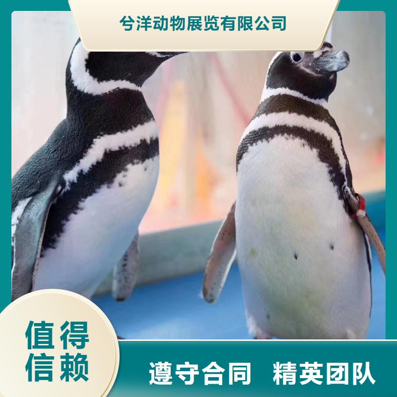 海洋主题动物表演【活体羊驼租赁】先进的技术