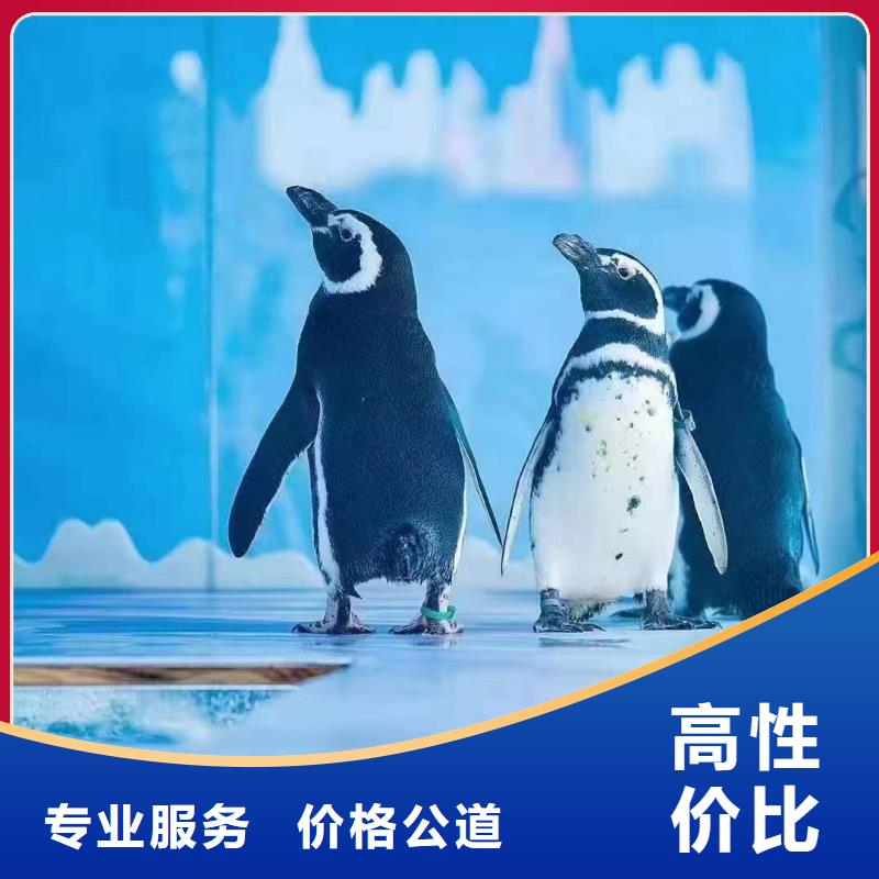 海洋主题动物表演【海狮表演】公司