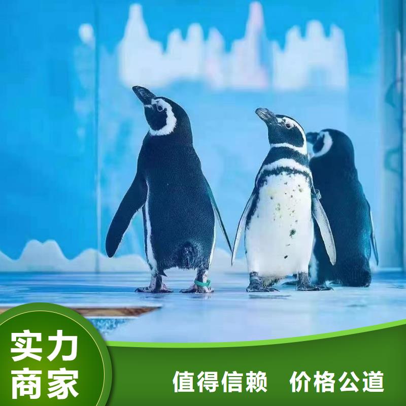 海洋主题动物表演草泥马羊驼租赁高品质