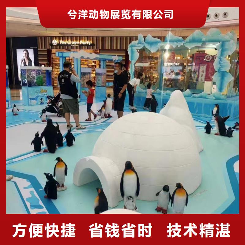 海洋主题动物表演【企鹅表演出租】行业口碑好
