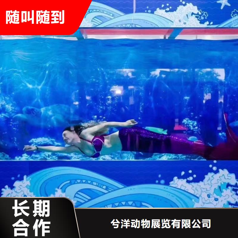 海洋主题动物表演-死轮表演解决方案