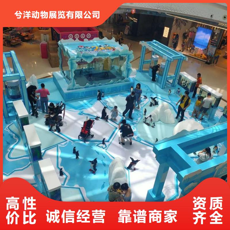 海洋主题动物表演,出租表演企鹅实力商家