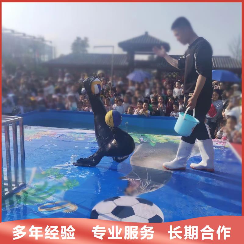 小香猪宠物出租《兮洋》技术可靠海洋主题动物表演 【羊驼出租】承接