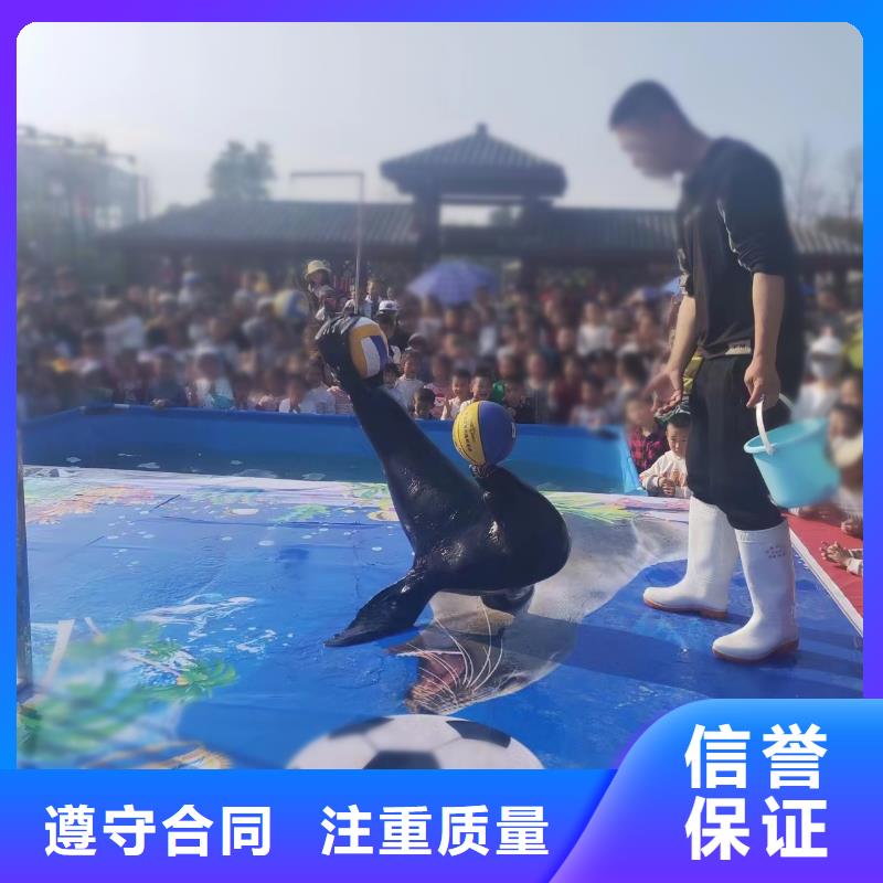 海洋主题动物表演海狮表演出租快速