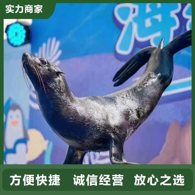 海洋主题动物表演景区杂技表演高性价比