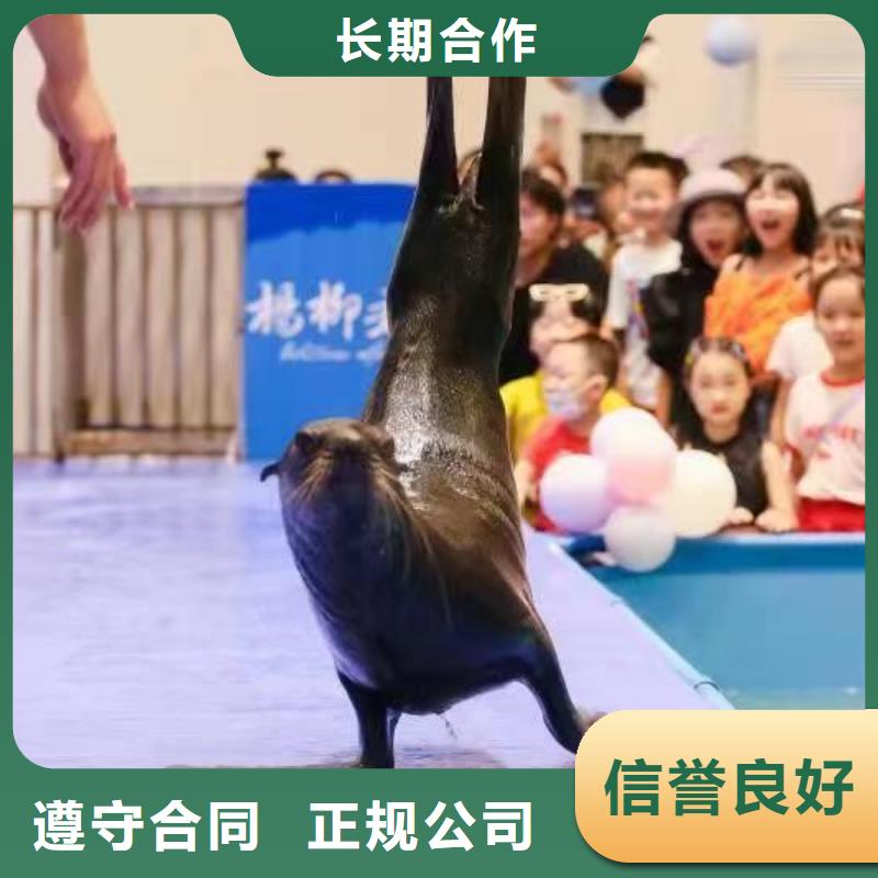 【海洋主题动物表演】 表演羊驼租赁口碑商家