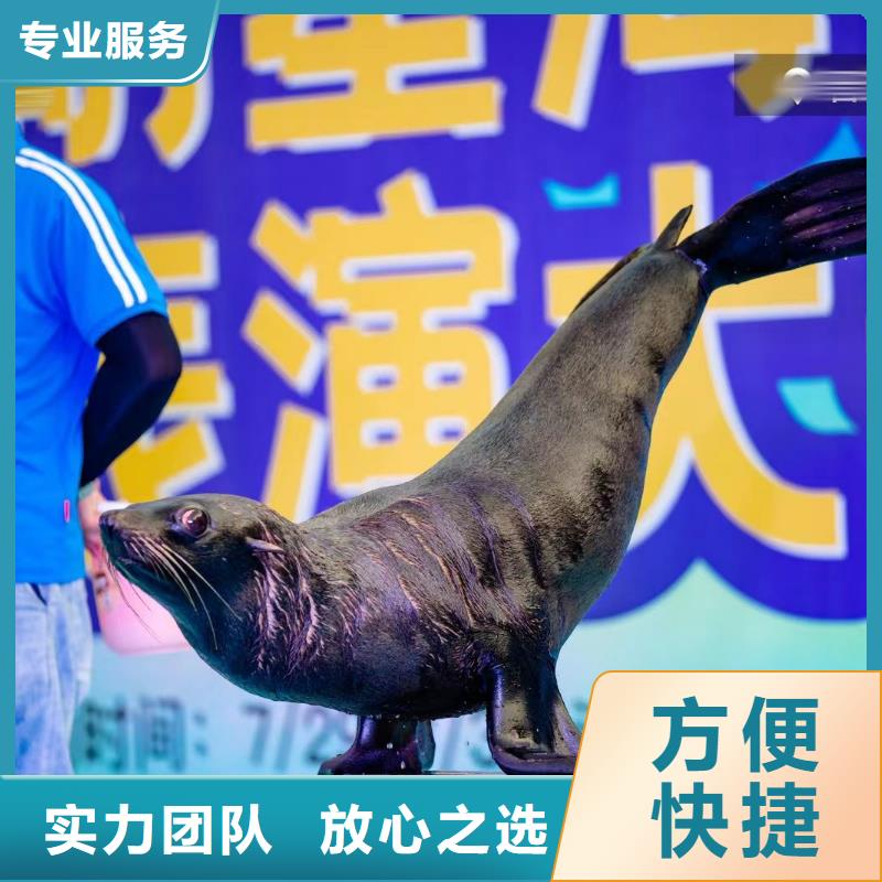 海洋主题动物表演,鹦鹉表演租赁欢迎合作