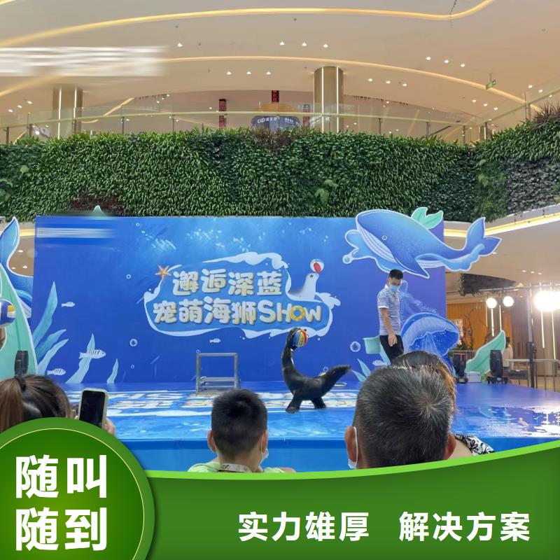 海洋主题动物表演【出租海狮表演】价格美丽