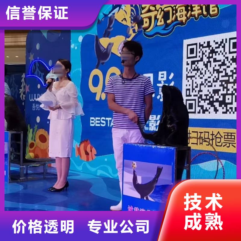 【海洋主题动物表演】海狮演出专业团队