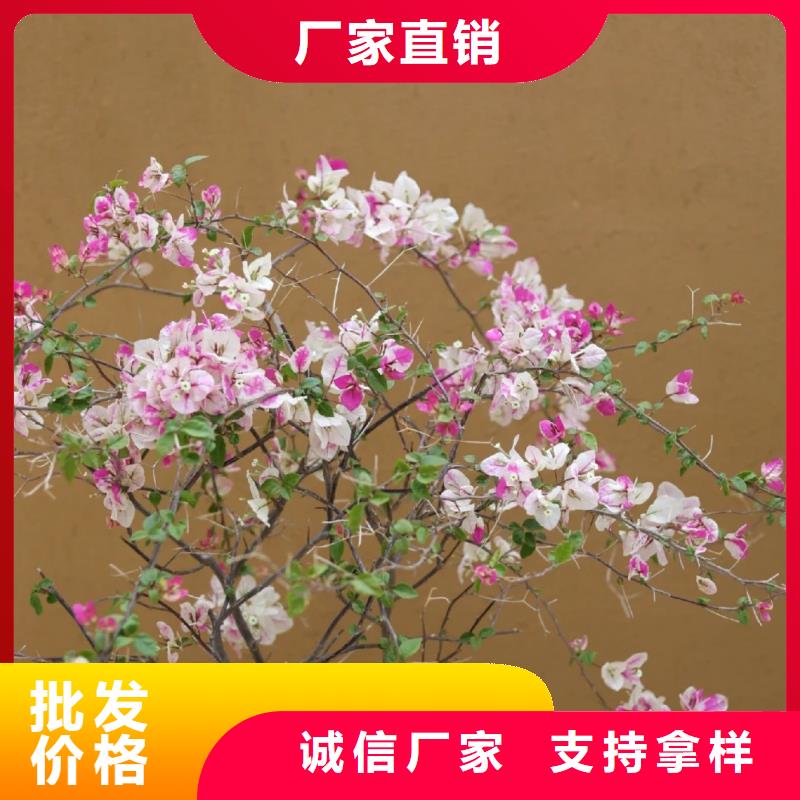 仿夯土漆多少钱 #内外墙稻草漆#民宿改造#乡村建设