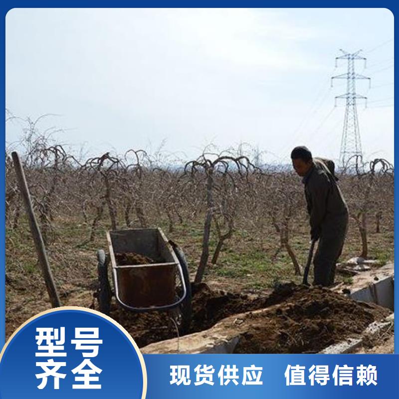 发酵羊粪破除土壤板结