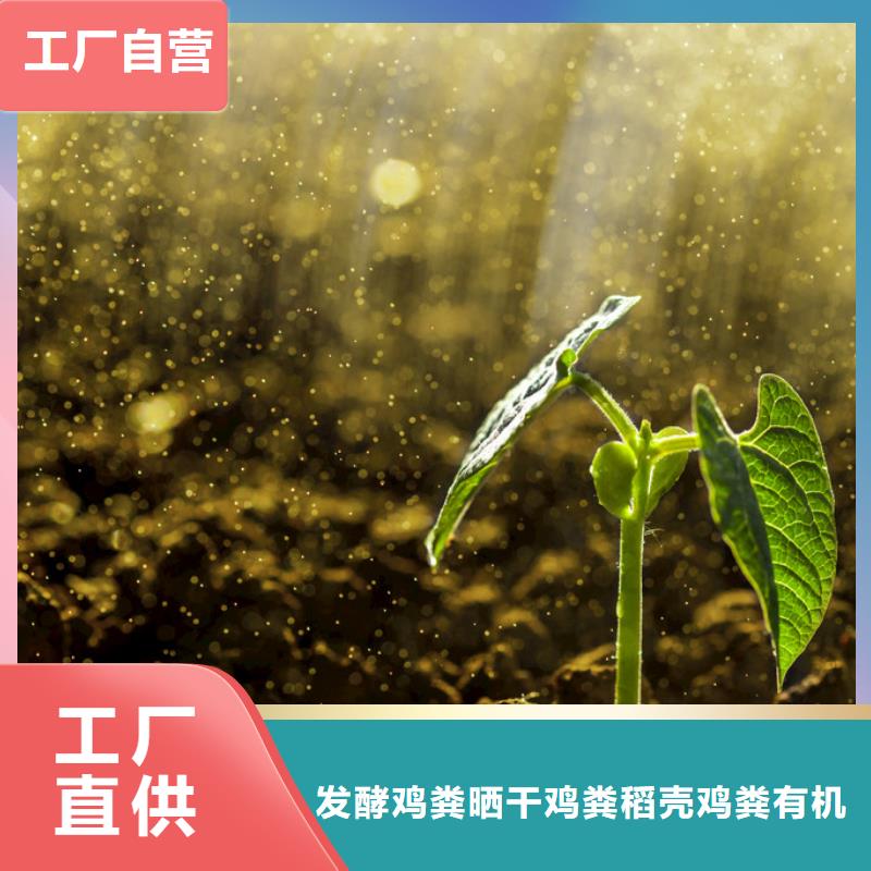 干鸡粪养根壮苗