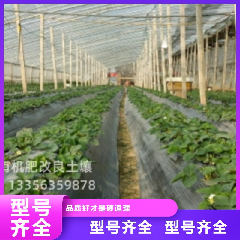 发酵鸡粪土豆亩产量