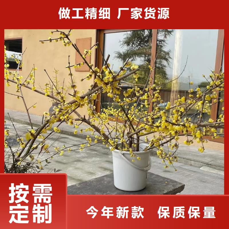 景区稻草漆期待您的垂询