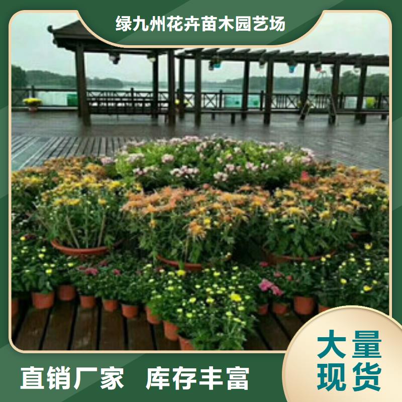 【时令草花-鲁冰花/粉黛乱子草按需定做】