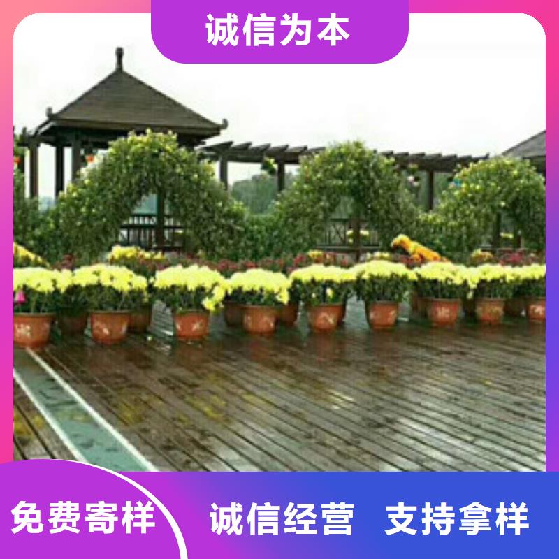 时令草花宿根花卉基地场报价