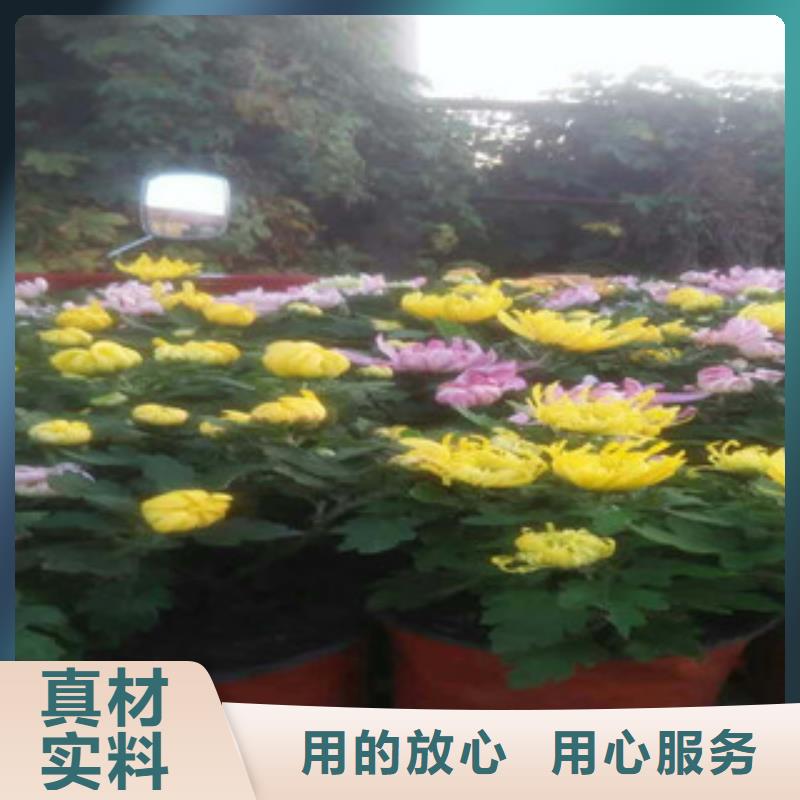 时令草花-花海景观工程厂家直销